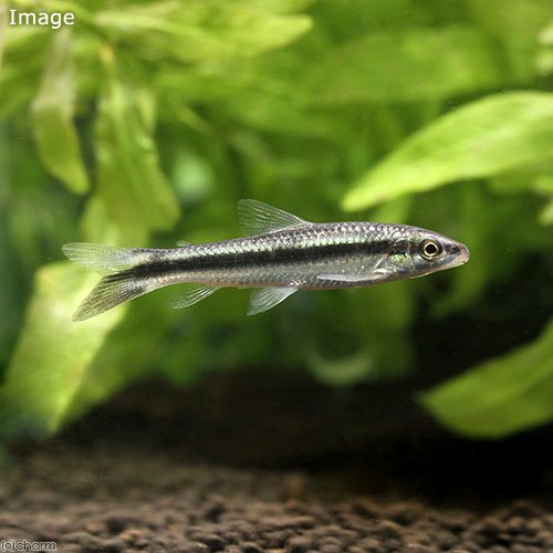 （熱帯魚）パロドンｓｐ．ペルー（１匹）　北海道航空便要保温　ＣＲＣ13―20―10―55―00