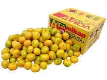 =極早生みかん= ちょっと訳あり S-Mサイズ 約10kg 予約 10月中下旬以降