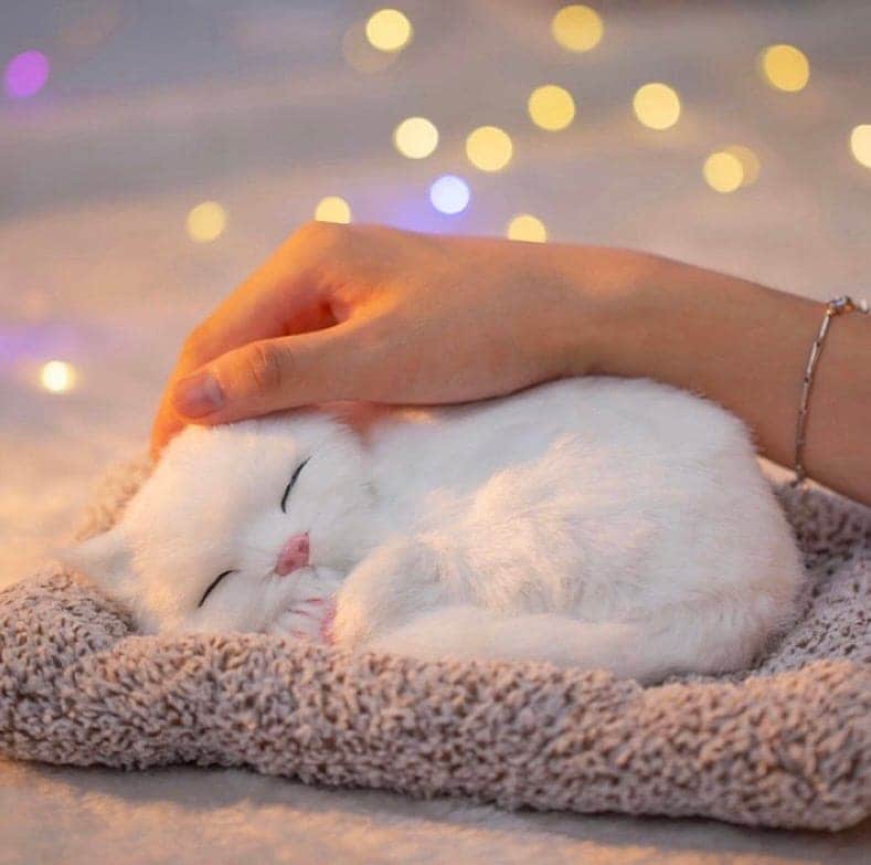 [急速出荷]可愛くてニャーと鳴くぬいぐるみ猫！声があるぬいぐるみ 子供 おもちゃ 人形 誕生日 プレゼント