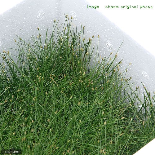 （水草）ＢＯＸ売りヘアーグラス　ショート（水上葉）（無農薬）（１個）　ＣＲＣ12―30―42―00―00