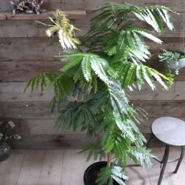 エバーフレッシュ 10号 空気清浄の木 夜眠る 観葉植物 ガーデニング