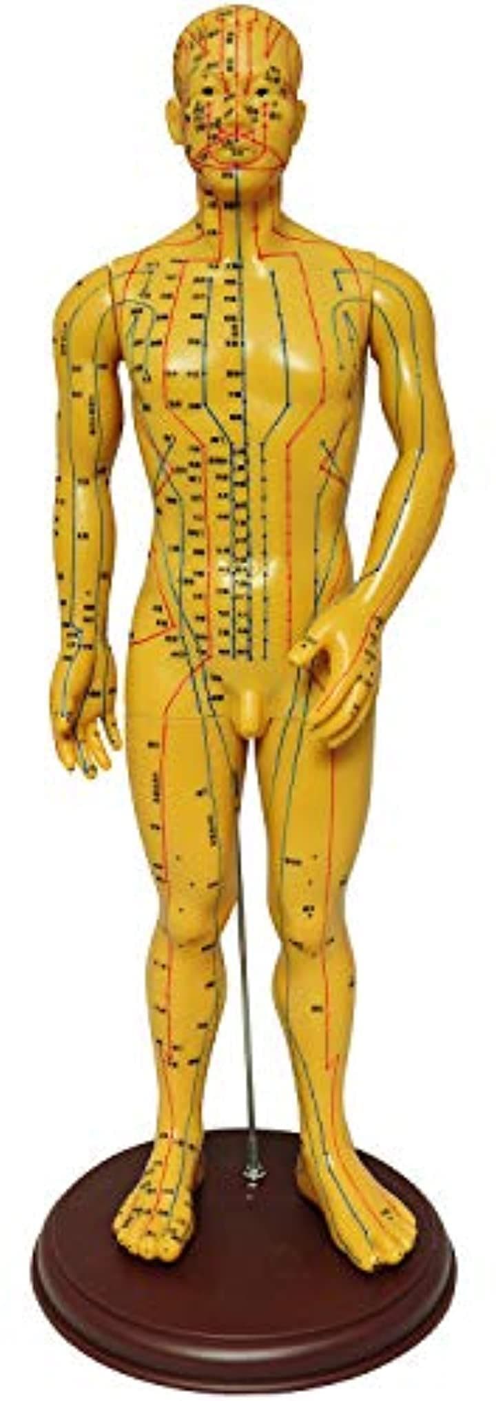 人体模型 ツボ 針灸 鍼灸経穴模型 経絡 モデル 整体 マッサージ 学習用 52.5cm 男性 ソフ