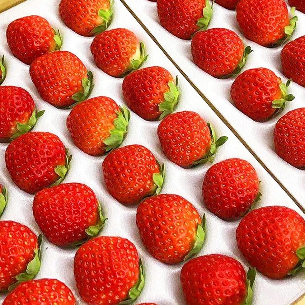 国産 夏いちご すずあかね など (30粒35粒)2セット いちご 国産 夏イチゴ 製菓用