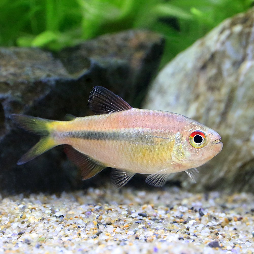 （熱帯魚）ギャラクシー・テトラ（ワイルド）（１匹）　北海道・九州航空便要保温　ＣＲＣ13―20―10―30―00