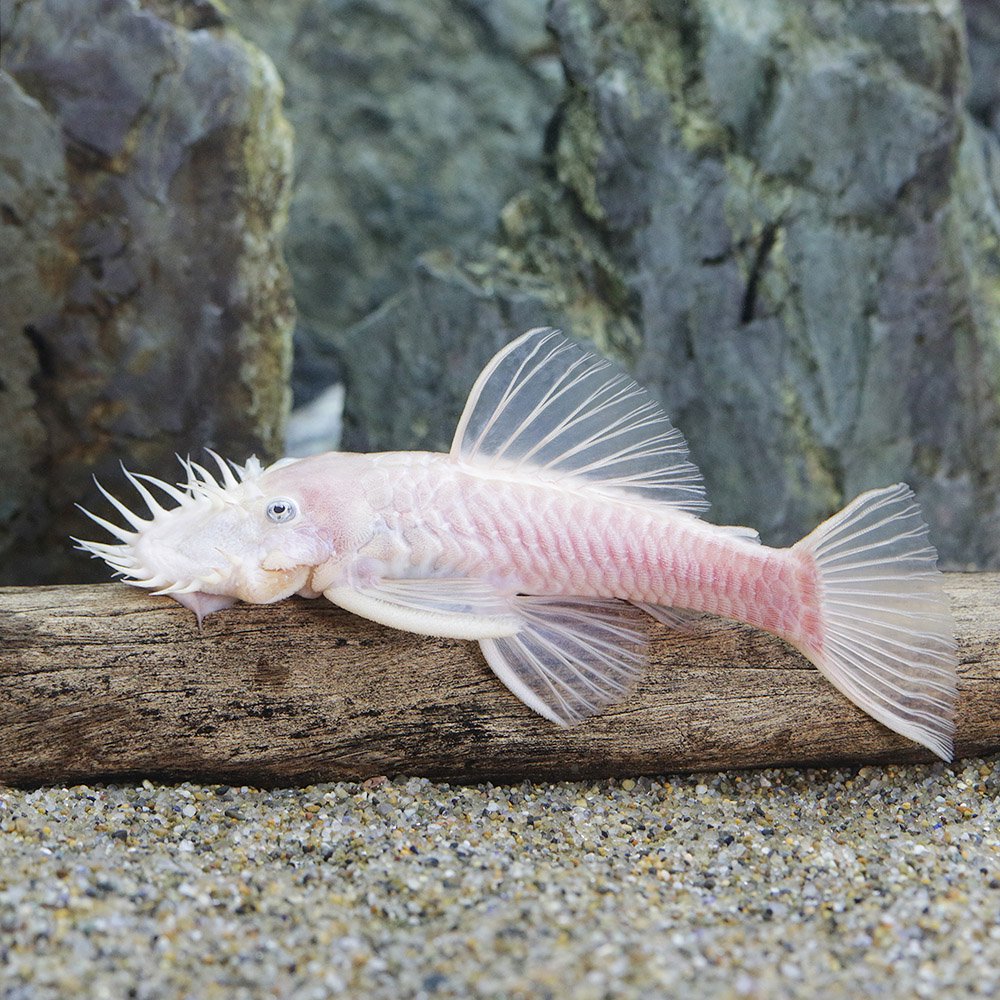 （熱帯魚）ブルーアイ・ゴールデンブッシー　Ｌサイズ　オス（１匹）　北海道航空便要保温　ＣＲＣ13―44―10―00―00