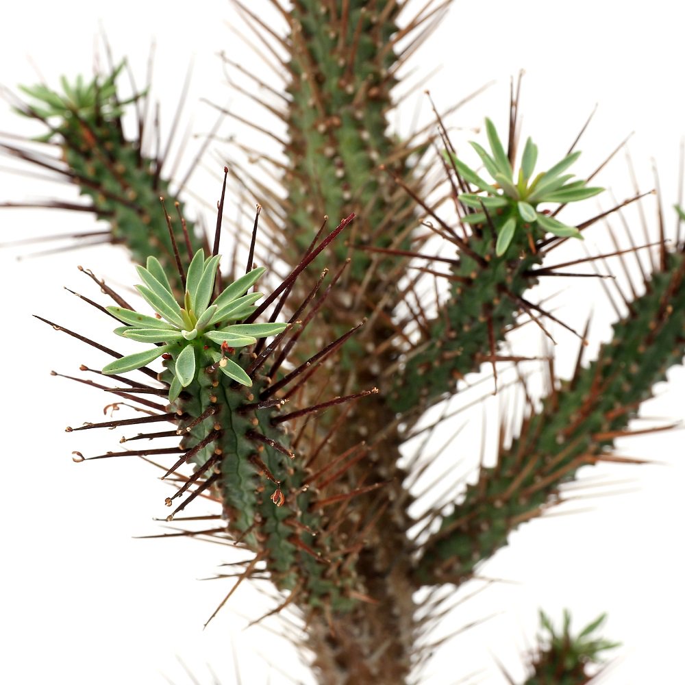 （多肉植物）ユーフォルビア　紅彩ロリカ（コウサイロリカ）　２．５ー３号（１鉢）　ＣＲＣ15―60―60―00―00