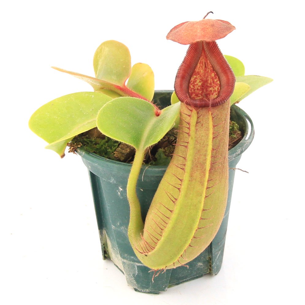（食虫植物）ウツボカズラ　ネペンテス　トランカータ（トルンカータ）　実生　２ー２．５号（１鉢）　ＣＲＣ17―80―50―00―00