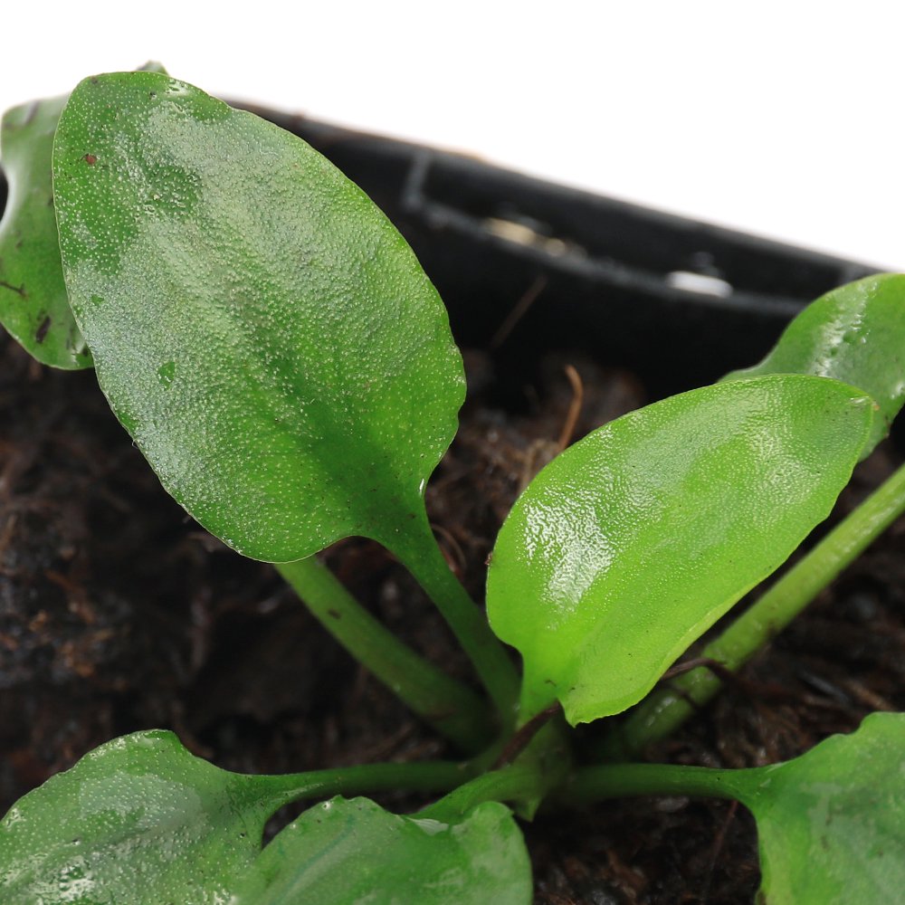 （水草）クリプトコリネ　バスメイジェリ　Ｋａｐｕａｓ　Ｈｕｌｕ　Ｋａｌｉｍａｎｔａｎ産（水上葉）（１ポット）　ＣＲＣ12―72―40―00―00 4,984円