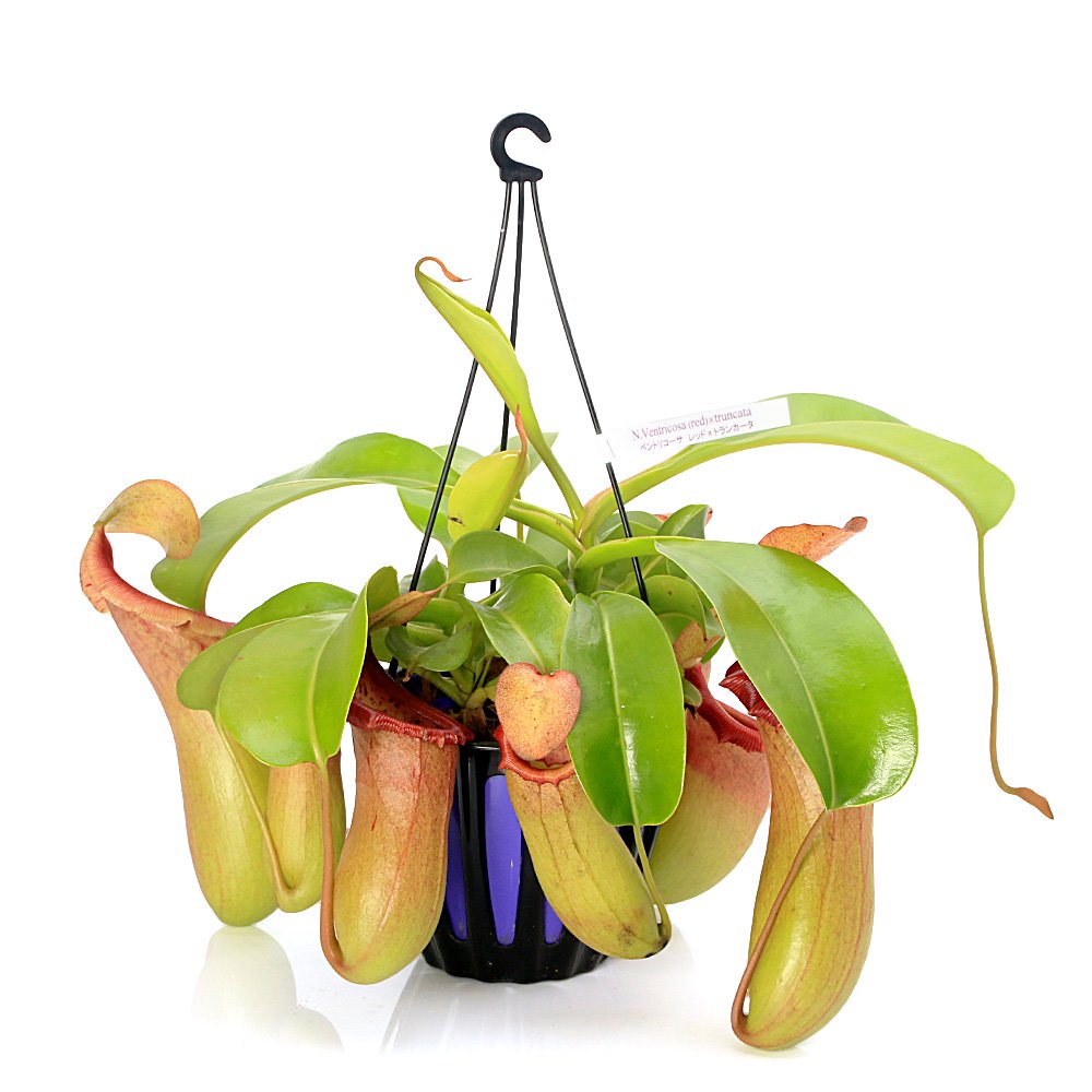 （食虫植物）ウツボカズラ　ネペンテス　ベントリコーサ（レッド）Xトランカータ　吊り鉢タイプ　５号（１鉢）　ＣＲＣ17―80―50―00―00