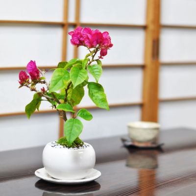 盆栽 ブーゲンビリアの盆栽 ミニ盆栽 花 記念樹 鉢植え シンボルツリー 日本庭園 おしゃれ 誕生日 退職 お祝い ギフト プレゼント 盆栽妙 6,754円