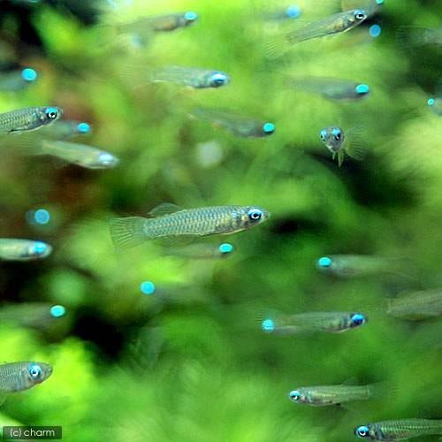 （熱帯魚）アフリカン・ランプアイ（１００匹）　北海道・九州航空便要保温　ＣＲＣ13―17―10―00―00