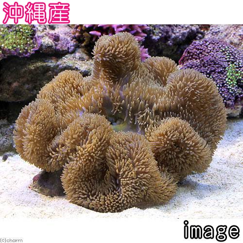 （海水魚）沖縄産　ハタゴイソギンチャク　Ｌサイズ　ミックスカラー（１匹）無脊椎動物　北海道・九州航空便要保温　ＣＲＣ26―63―00―00―00