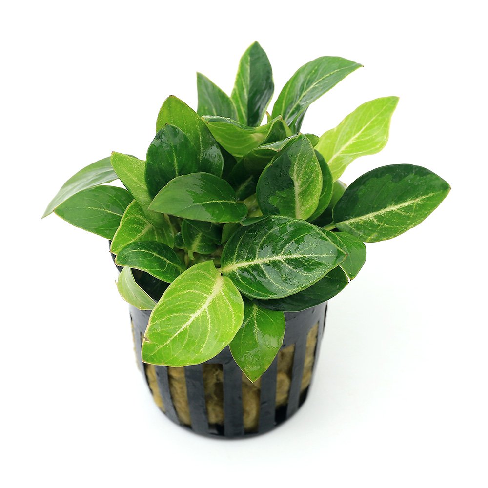 （水草）アヌビアス　ジャイアントスターダスト（水上葉）（１ポット分）　ＣＲＣ12―60―10―40―00