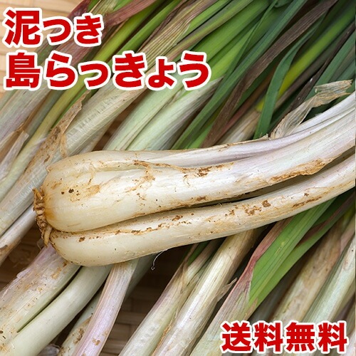 【島らっきょう】沖縄県産 2kg 今なら200gオマケ付き！たっぷり買うなら絶対お得！ 沖縄野菜(らっきょう 生 国産) 天ぷらや漬物ビールのお供に島らっきょうをお取り寄せ まとめ買い
