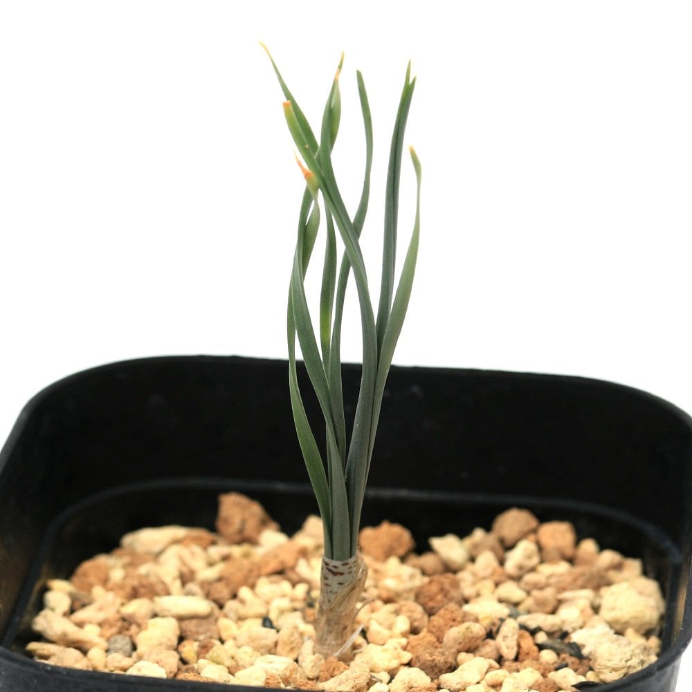 （多肉植物）ゲチリス　ブリッテニアナ　３号（１鉢）ケープバルブ　ＣＲＣ15―60―95―00―00