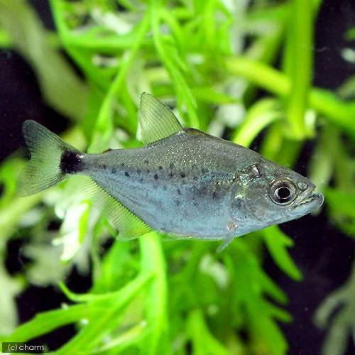 （熱帯魚）ブラック・ピラニア　ペルー　Ｓサイズ（ワイルド）（１匹）　北海道航空便要保温　ＣＲＣ13―20―12―00―00