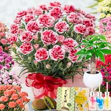 母の日 プレゼント 花 ギフト カーネーション 鉢植え　選べる花色全11色　選べる特典スイートとのセットも 2024年 5月6日から12日にお届け　指定日不可