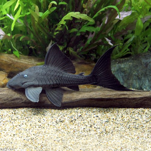 （熱帯魚）ブルーアイ・プレコ　約１５ー１９ｃｍ（ワイルド）（１匹）　北海道・九州航空便要保温　ＣＲＣ13―44―30―00―00