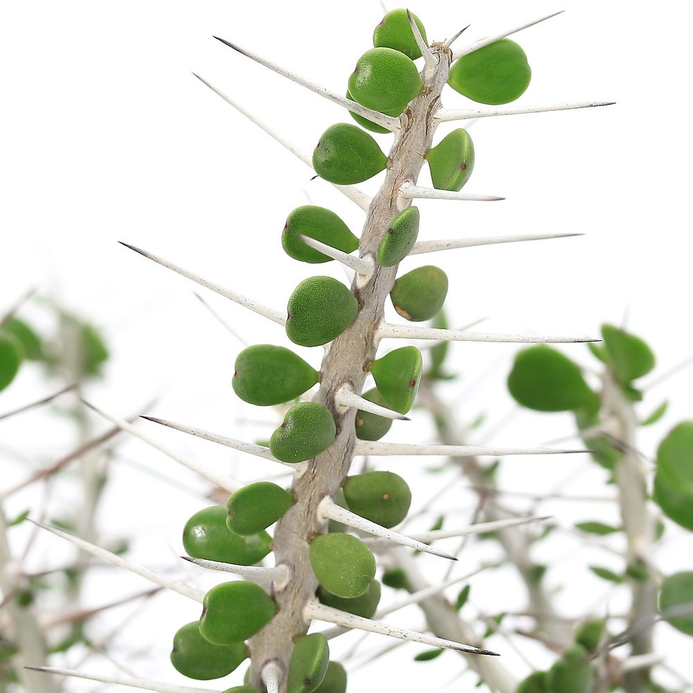 （観葉植物）アローディア　コモサ（姫二ツ葉金棒）　４号　(１ポット)　ＣＲＣ15―60―95―00―00