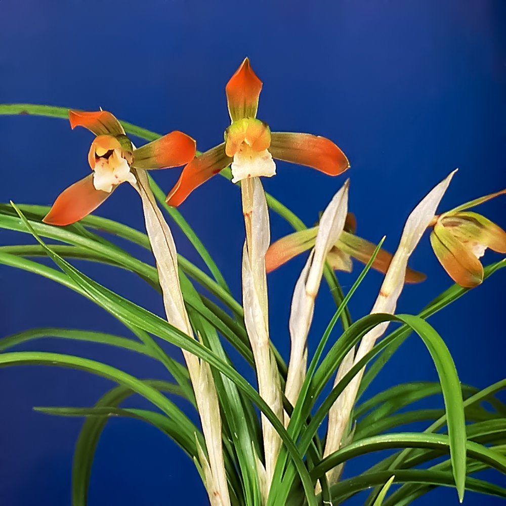 （山野草）シュンラン（春蘭）天女（テンニョ）３号（１ポット）日本春蘭　古典園芸　ＣＲＣ15―35―12―00―00