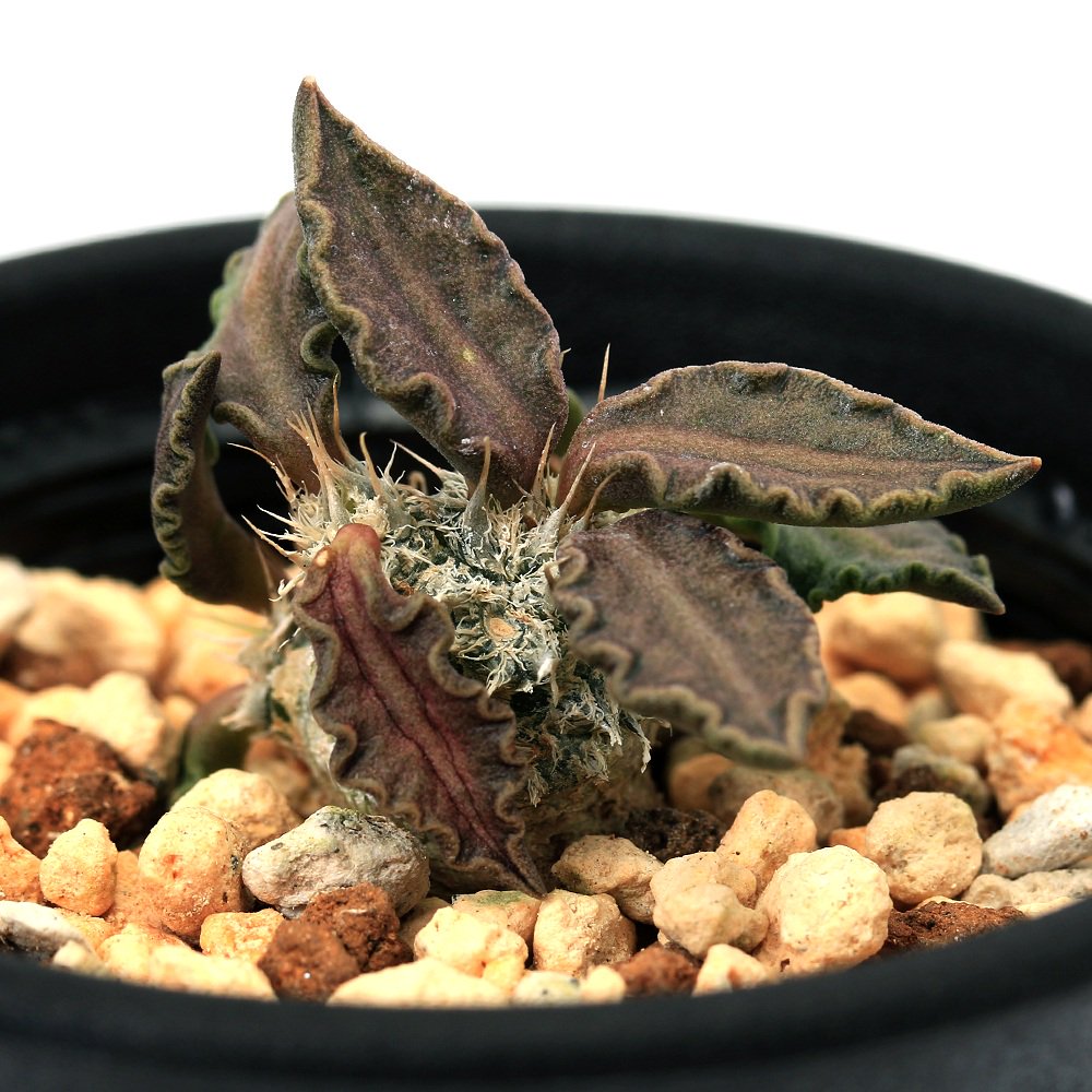 （多肉植物）ユーフォルビア　トゥレアレンシス　２．５号（１鉢）　ＣＲＣ15―60―60―00―00