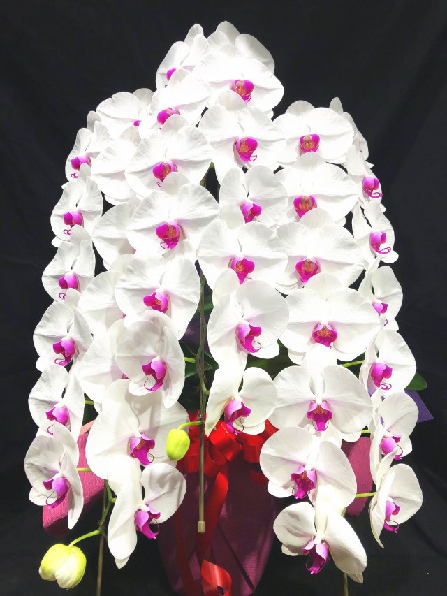 商品ID 6136 胡蝶蘭　赤リップ　３本立ち　生花