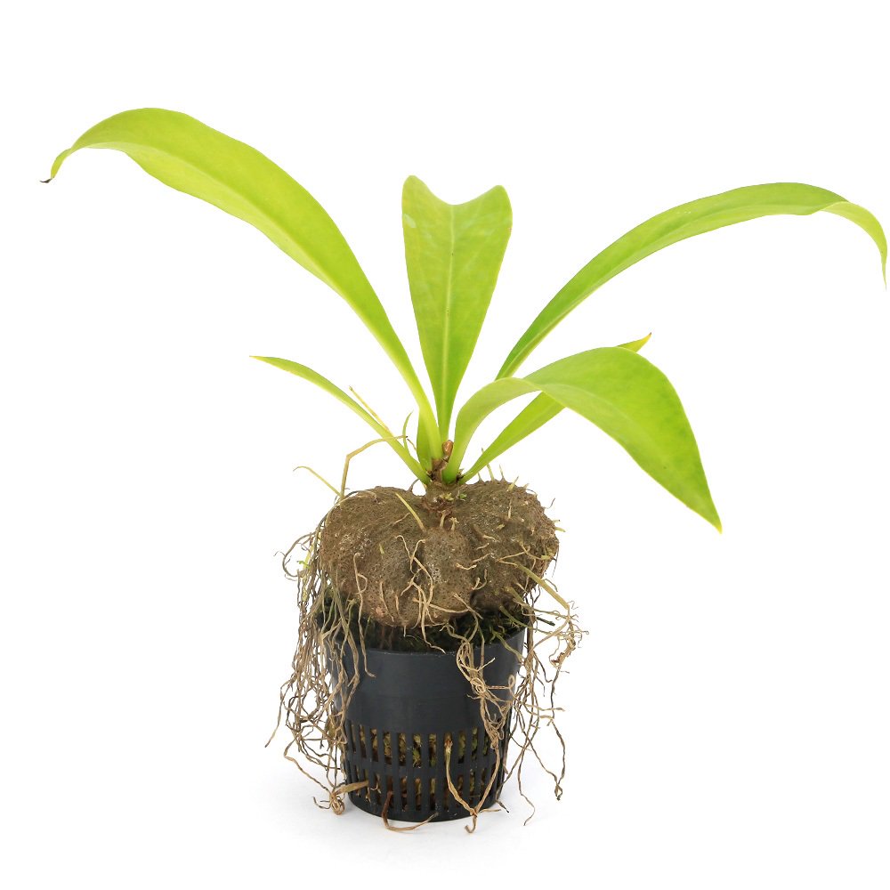 （観葉植物）ミルメコディア　プラティティレア　Ｍｏｓｓｍａｎ，　Ａｕｓｔｒａｌｉａ（１ポット）　ＣＲＣ12―88―01―00―00