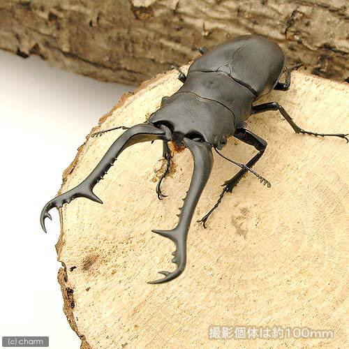 （昆虫）（オス単品）ギラファノコギリクワガタ　フローレス産　成虫　９５－９９ｍｍ　（１匹）ＣＢ　北海道・九州航空便要保温　ＣＲＣ18―25―20―30―10 6,199円