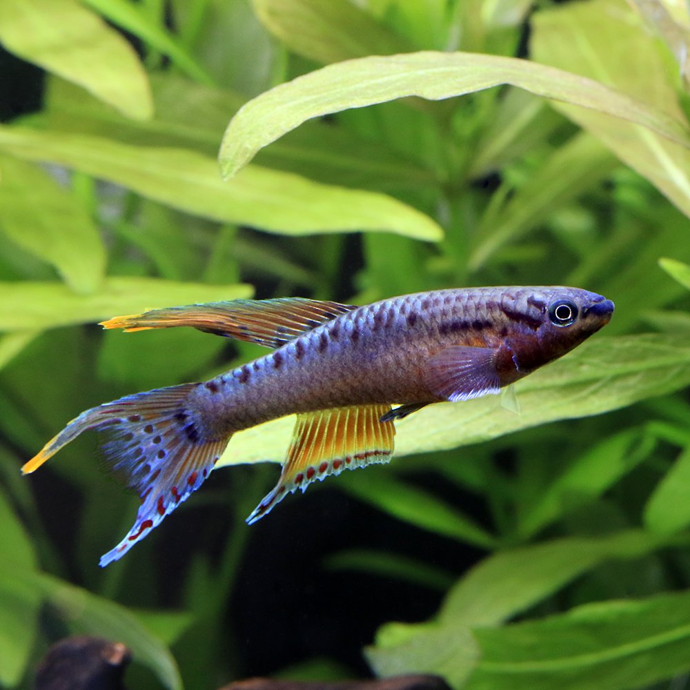 （熱帯魚）アフィオセミオン・バイビテイタム　フンゲ（１ペア）　北海道・九州航空便要保温　ＣＲＣ13―17―99―00―00