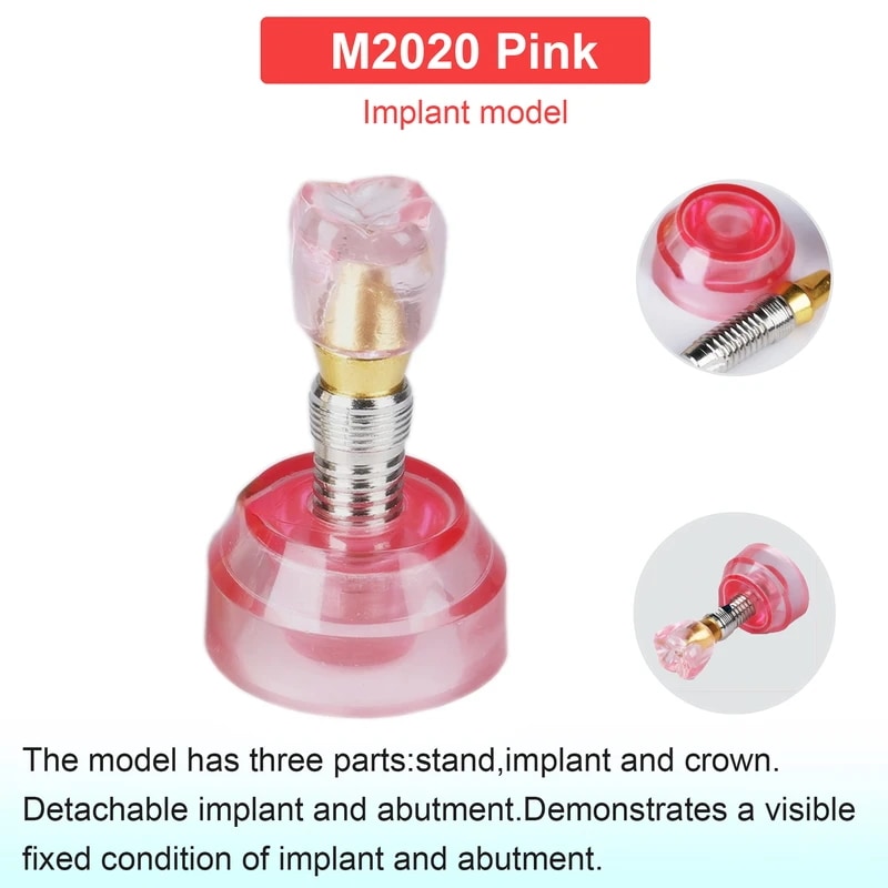 歯のモデル,歯科,教育,トレーニング,学習,患者,取り外し可能なID M2020 Pink 5,665円
