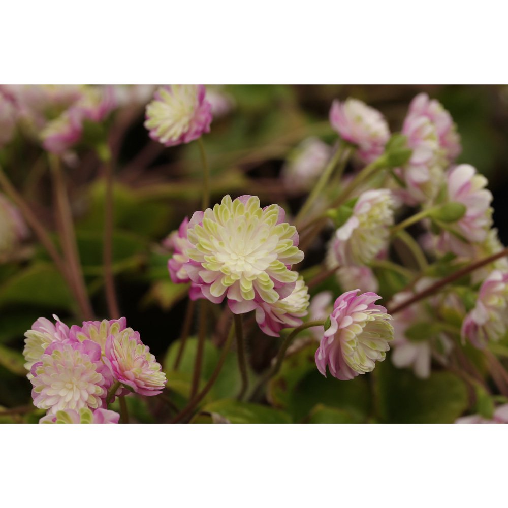 （山野草）ユキワリソウ（雪割草）　茜鶴（アカネヅル）　千重咲き　３号（１ポット）　花芽付き　ＣＲＣ15―35―12―00―00