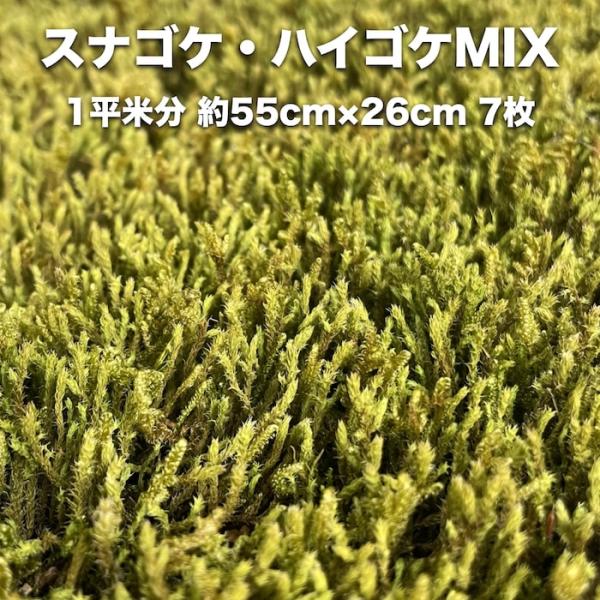 スナゴケ ハイゴケ ハイブリッド 2種ミックス 約1平米分 55cm26cm 7枚入り 砂苔 這苔 苔 コケ 苔 日本庭園 15,385円