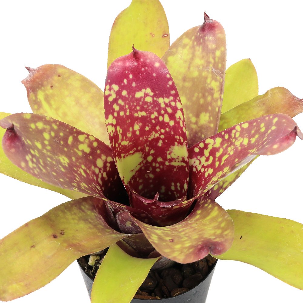 （観葉植物）ネオレゲリア　アンフィニッシュド　ビジネス　３号（１株）　ＣＲＣ15―30―20―22―00