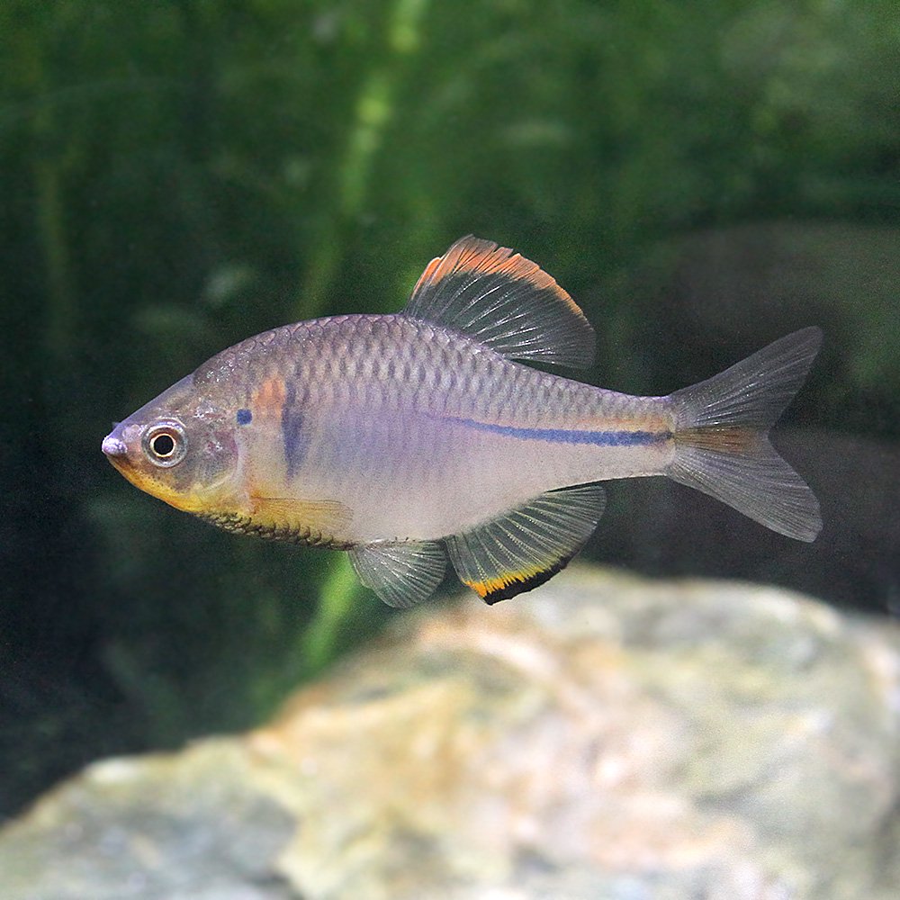 （淡水魚）ウエキゼニタナゴ（３匹）　ＣＲＣ60―30―10―10―20 15,660円