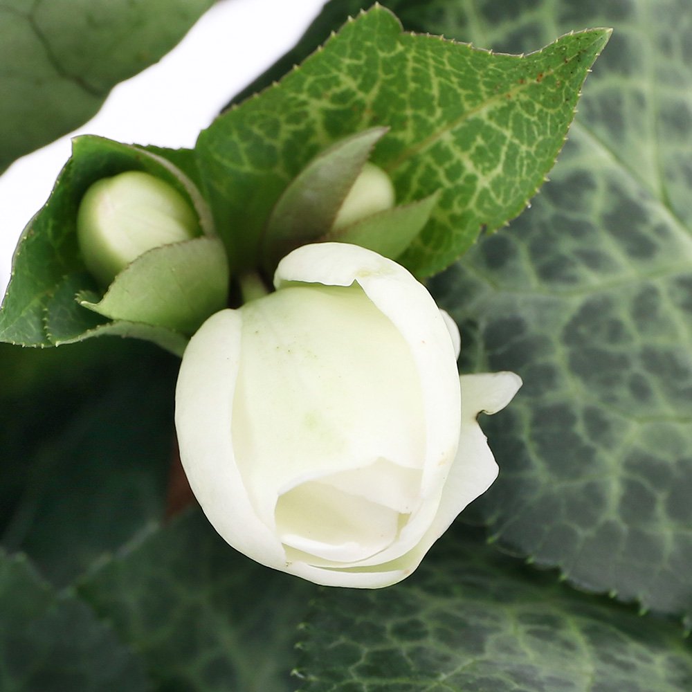 （観葉植物）クリスマスローズ　ムーンダンス　５号（１鉢）　ＣＲＣ15―55―10―00―00 4,674円