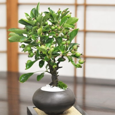 盆栽 かわいい実がなる盆栽 りんご ミニ盆栽 実物 黒丸和鉢 赤い林檎の実 ギフト プレゼント 贈り物 お祝い 父の日 敬老の日 母の日 お誕生日 趣味の盆栽 盆栽妙