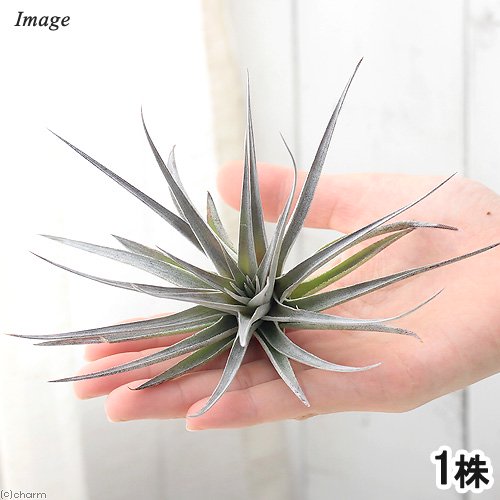 （観葉植物）エアープランツ　チランジア　ストリクタ　パープルレイン（１株）　ＣＲＣ15―50―10―00―00