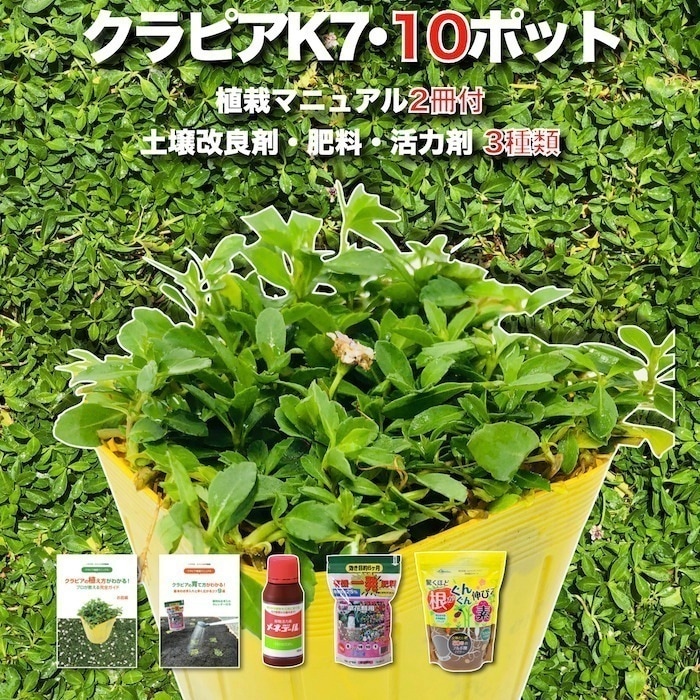 クラピア K7 新品種 10株 すくすく土壌改良セット 完全植栽マニュアル 肥料 苗10ポット