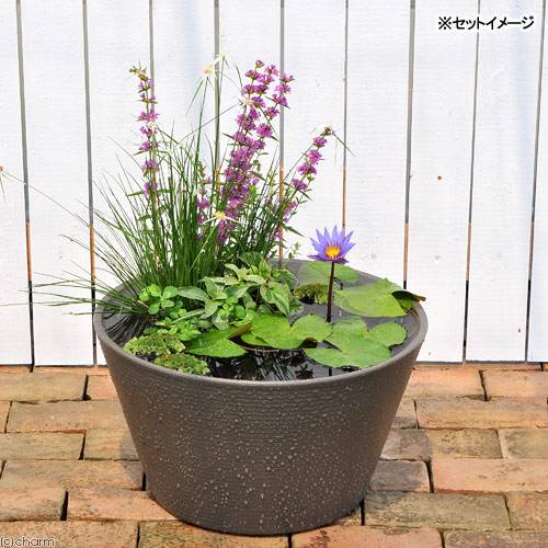 （ビオトープ）熱帯性睡蓮セット（睡蓮青紫＋睡蓮鉢グレー＋ヒメダカ＋浮き草他）１セットオリジナル　本州四国限定　ＣＲＣ15―10―27―35―20 6,542円