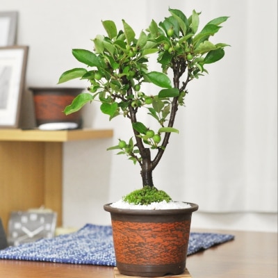 盆栽 かわいい実がなる盆栽 りんご 贈り物に 四季が楽しめる実なり盆栽 りんご盆栽 実物 松皮鉢 赤い林檎の実 ギフト プレゼントお祝い 父の日 敬老の日 母の日 お誕生日 趣味の盆栽 盆栽妙