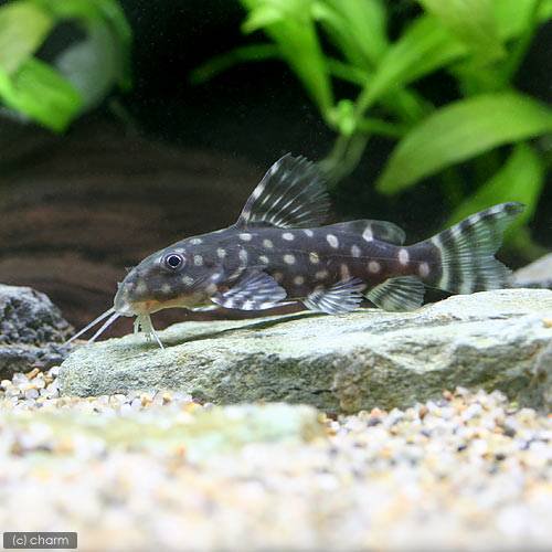 （熱帯魚）シノドンティス・アンジェリカス（１匹）　北海道航空便要保温　ＣＲＣ13―46―00―00―00