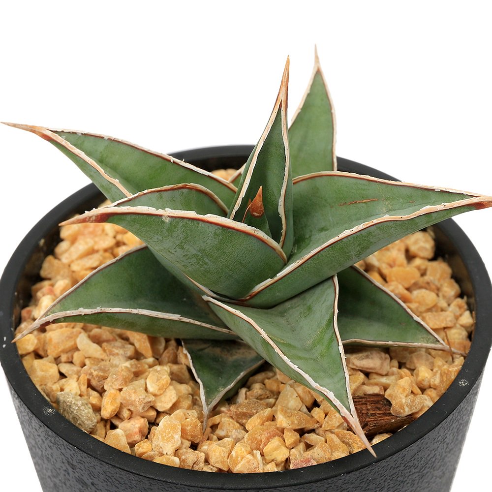 （観葉植物）インテリア　サンスベリア　ピングイキュラ　３．５ー４号（１鉢）　ＣＲＣ15―30―10―15―00