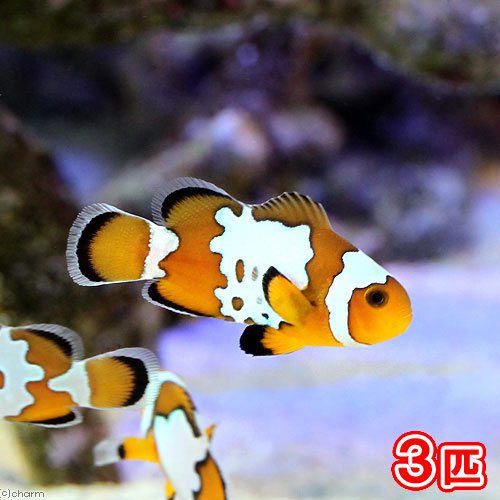 （海水魚）スノーフレークオセラリス（ブリード）（３匹）　北海道・九州航空便要保温　ＣＲＣ26―30―16―10―00