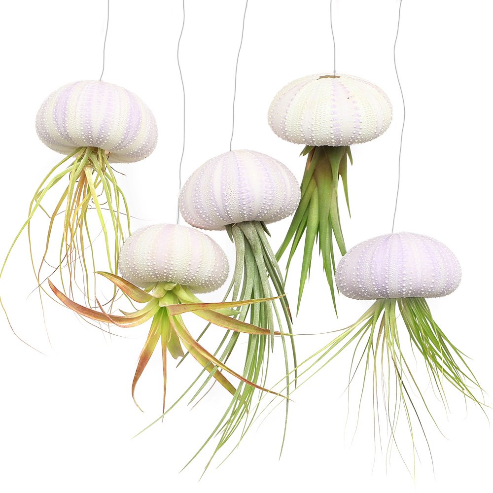 （観葉植物）ジェリーフィッシュエアープランツ　品種おまかせ　パープル（５個）　ＣＲＣ15―50―20―00―00