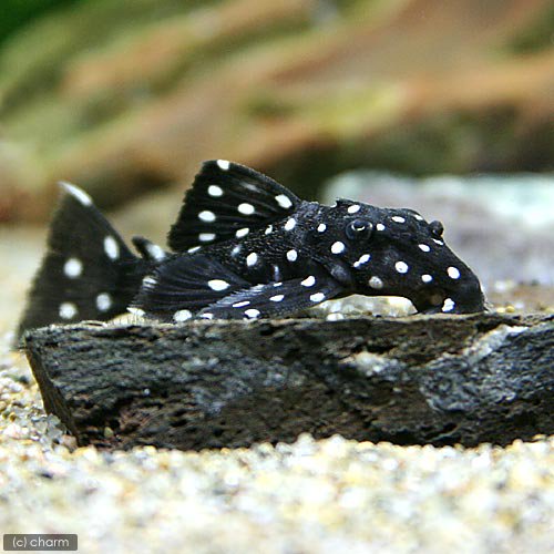 （熱帯魚）ブラックドラゴンスター・クラウンプレコ　Ｓサイズ（ワイルド）（１匹）　北海道・九州航空便要保温　ＣＲＣ13―44―50―00―00