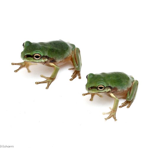 （両生類）イエアメガエル　ＣＢベビー（５匹）　ＣＲＣ17―05―35―10―00 14,495円