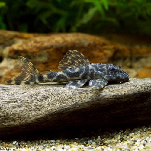 （熱帯魚）コロンビア・マダラタイガープレコ（ワイルド）（１匹）　北海道・九州航空便要保温　ＣＲＣ13―44―20―00―00