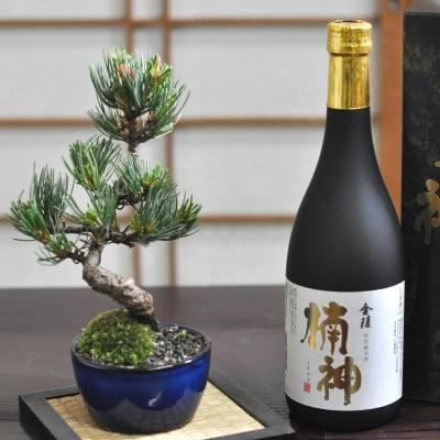 盆栽と日本酒のセット 樹齢5年 松盆栽 五葉松 と盆栽の里香川の地酒 金陵 ギフト 贈り物 プレゼント 父の日 敬老の日 お誕生日 盆栽妙