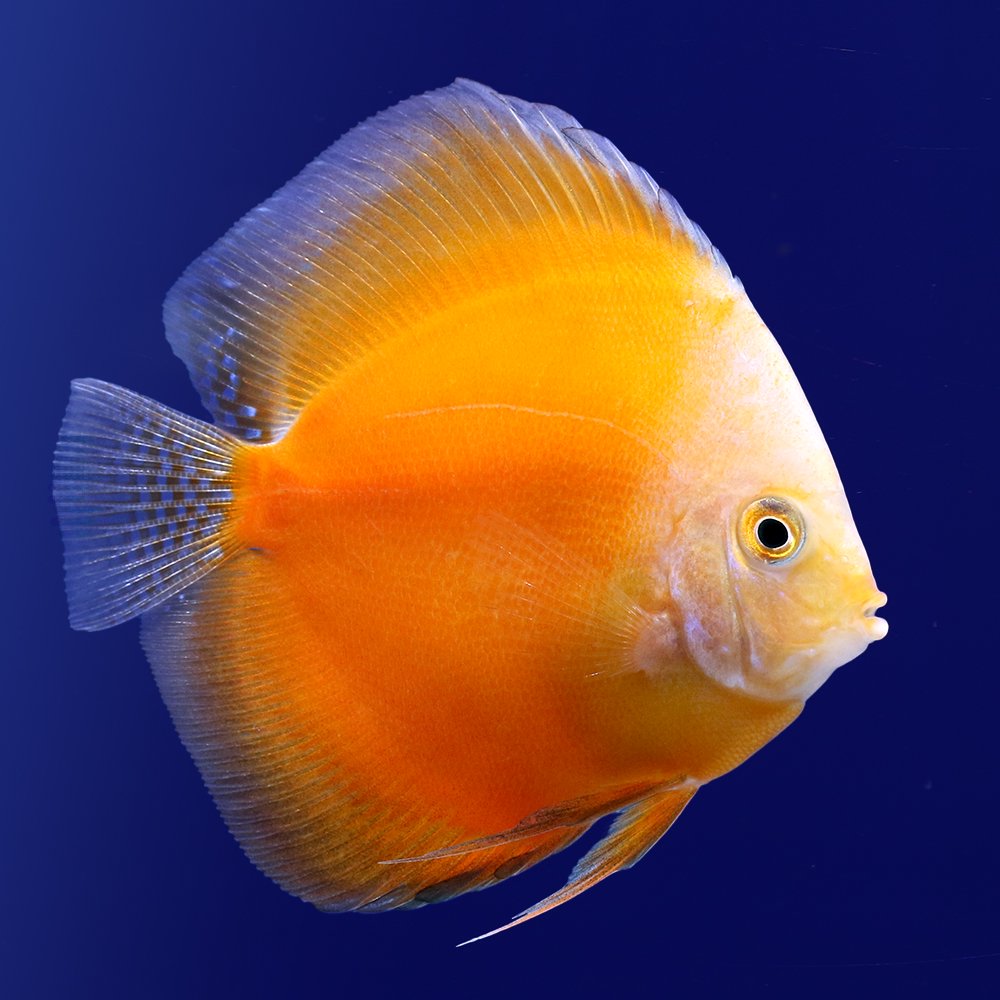 （熱帯魚）ホワイトゴールド・ディスカス（Ｍサイズ）（１匹）　北海道・九州航空便要保温　ＣＲＣ13―31―10―00―00