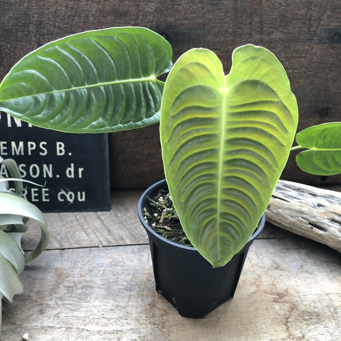 アンスリウム　ベイチー　4号ポット　観葉植物　希少